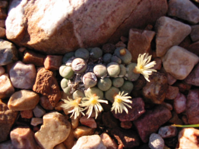 Clock Plant, Button Mesem