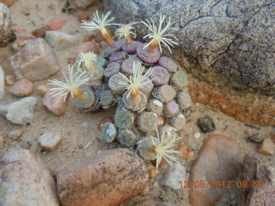 Clock Plant, Button Mesem