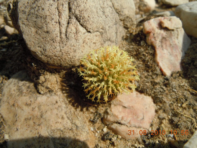 Khakibutton, Bergkoesnaatjie