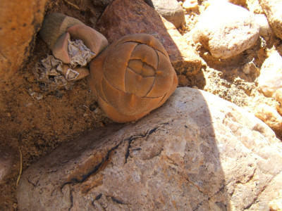 Khakibutton, Bergkoesnaatjie