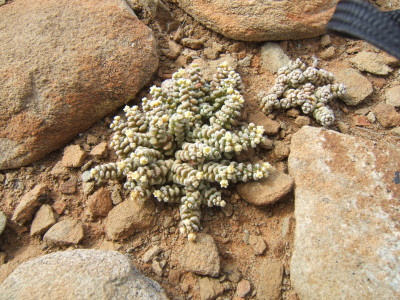 Coral Crassula, Hasieskos