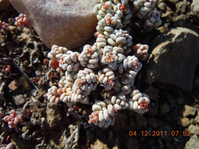 Coral Crassula, Hasieskos