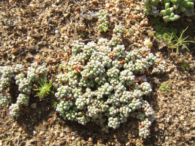 Coral Crassula, Hasieskos