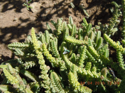 Skoenveters, Lizard's tail, Veterbos