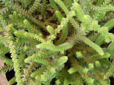 Skoenveters, Lizard's tail, Veterbos