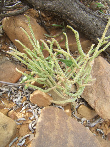 Skoenveters, Lizard's tail, Veterbos