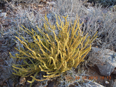 Skoenveters, Lizard's tail, Veterbos