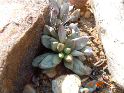 Red Stem Crassula