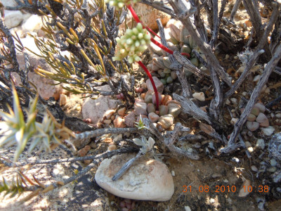 Red Stem Crassula