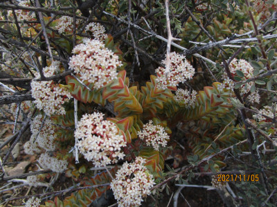 Sosaties
