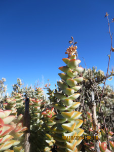 Sosaties
