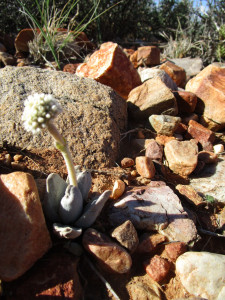 Lizard Skin Crassula