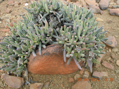 Noordvygie, Tugwell's Vygie