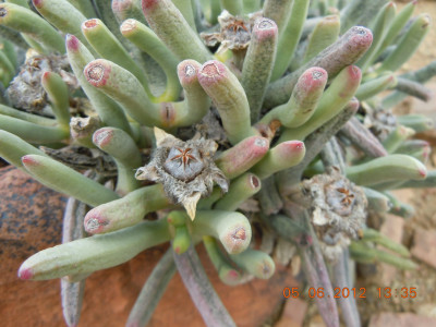 Noordvygie, Tugwell's Vygie