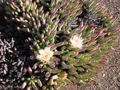 Noordvygie, Tugwell's Vygie