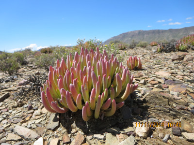 Noordvygie, Tugwell's Vygie