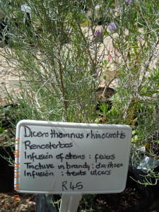 Rhinoceros Bush, Renosterbos