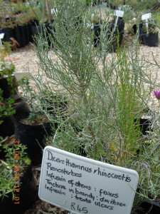 Rhinoceros Bush, Renosterbos