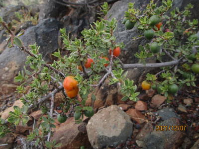 Kritikom, Namaqua Kritikom