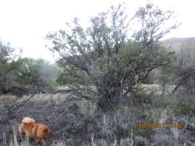Bloubos, Bluebush Star-Apple