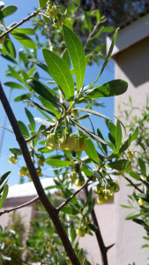 Bloubos, Bluebush Star-Apple