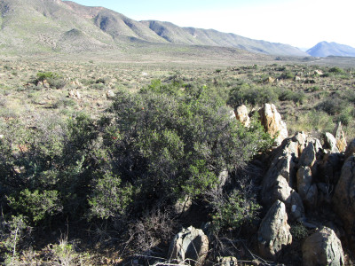Kritikom, Namaqua Kritikom