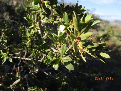 Kritikom, Namaqua Kritikom
