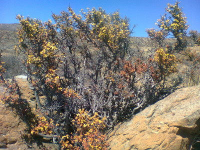 Kritikom, Namaqua Kritikom