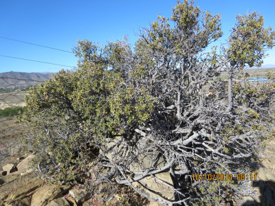 Kritikom, Namaqua Kritikom
