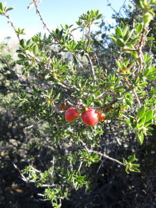 Kritikom, Namaqua Kritikom