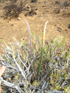 Rat-Tail Squill