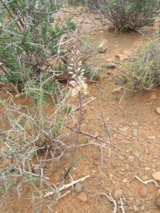 Rat-Tail Squill