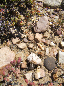Hair-Leaf Squill