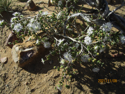 Evening-Flowering Dew Fig