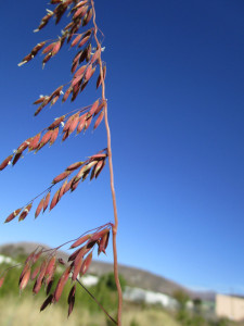 Rooisaadgras