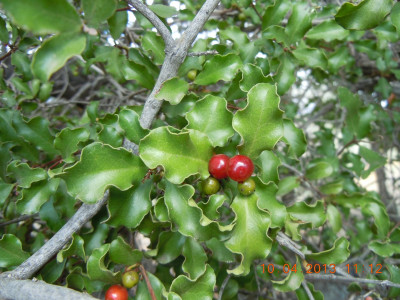 Common Guarri, Gewone Ghwarrie