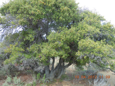 Common Guarri, Gewone Ghwarrie