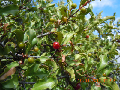 Common Guarri, Gewone Ghwarrie