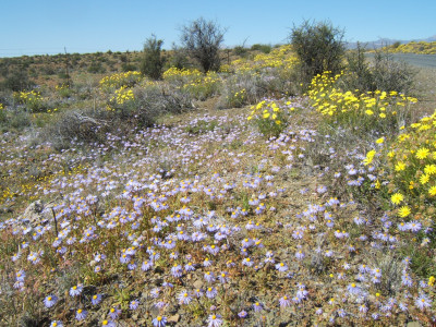 Bloublommetjie