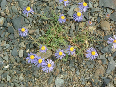 Bloublommetjie