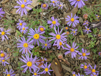 Bloublommetjie