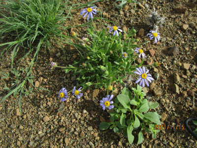 Bloublommetjie