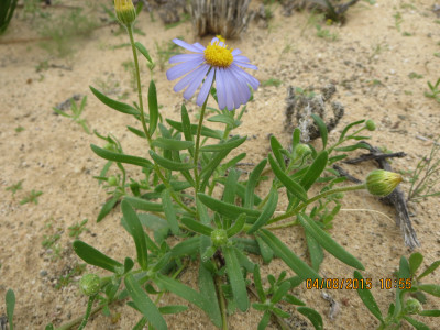Bloublommetjie