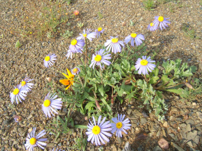 Bloublommetjie