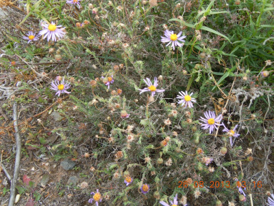Taai-astertjie, Bloublommetjie , Bloublommetjiekaroo