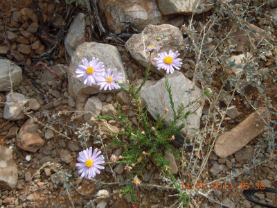 Taai-astertjie, Bloublommetjie , Bloublommetjiekaroo