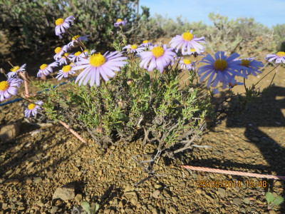 Taai-astertjie, Bloublommetjie , Bloublommetjiekaroo