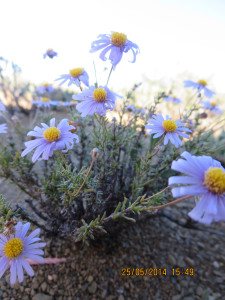 Taai-astertjie, Bloublommetjie , Bloublommetjiekaroo