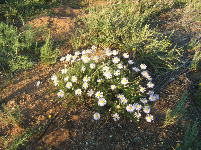 Taai-astertjie, Bloublommetjie , Bloublommetjiekaroo