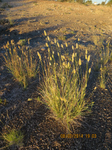 Kalkvingerhoedgras, Thimble Grass , Vingerhoedgras
